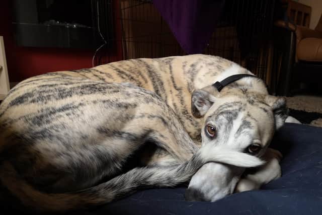 Greyhound Stevie is now receiving constant care.
