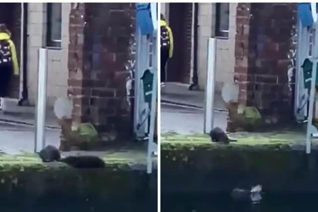 Watch the adorable moment a frolicking otter rolls over and falls in the Union Canal in Fountainbridge