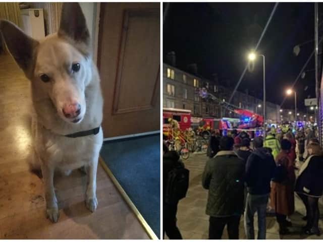 Luca, a Husky-German Shepherd cross, smelled smoke billowing from a bottom floor flat and after going downstairs to investigate ran back up to his owner's flat and started barking