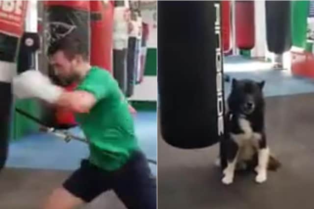 Big Chu doesn't look that impressed. Video: Lochend Boxing Club