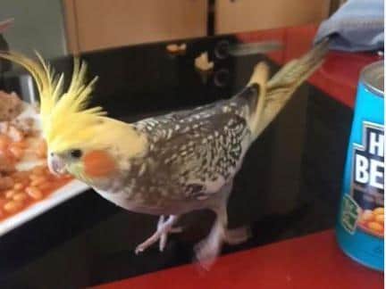 Princess the Cockatiel likes baked beans.