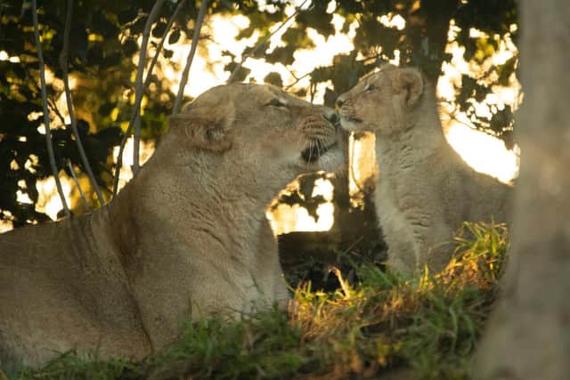 Edinburgh Zoo's adorable lion cubs explore their home with mum Roberta