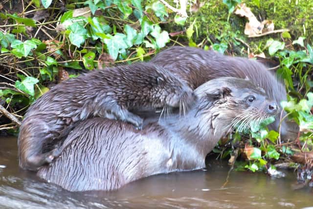 The otter and her cubs. Pic: Stuart Maxwell
