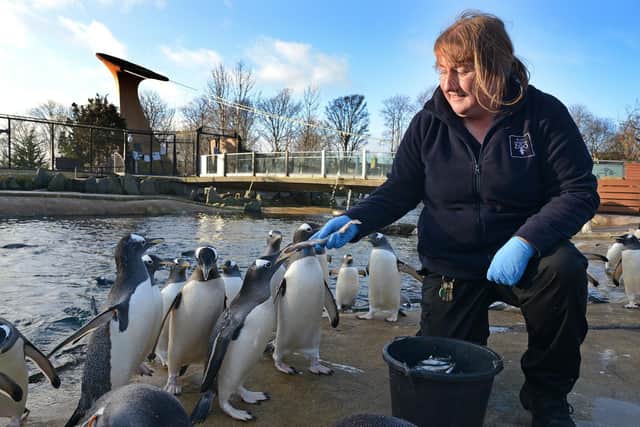 Lorna Moffat feeds the penguins, cleans the enclosure and does a head count every day to ensure the penguins are all present and correct.