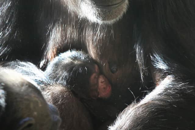 The infant is only the second chimpanzee born in Scotland for over 20 years