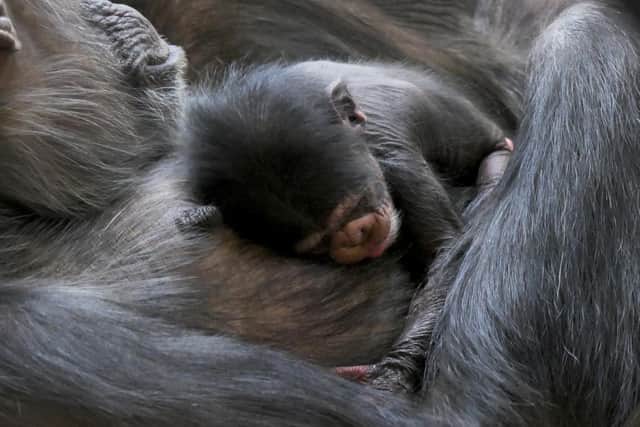 Public vote will decide name of new-born chimp at Edinburgh Zoo