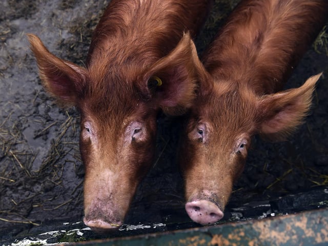Some of the pigs at the new Love Gorgie Farm.