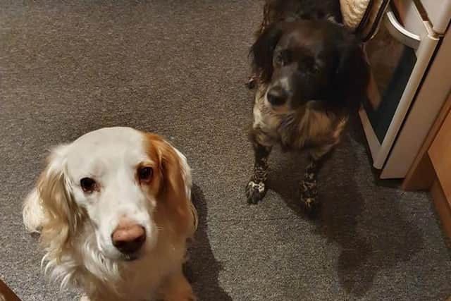 The two dogs, Mac and Tia, were chasing deer through the park when they went missing this morning at about 11.30am  picture: supplied