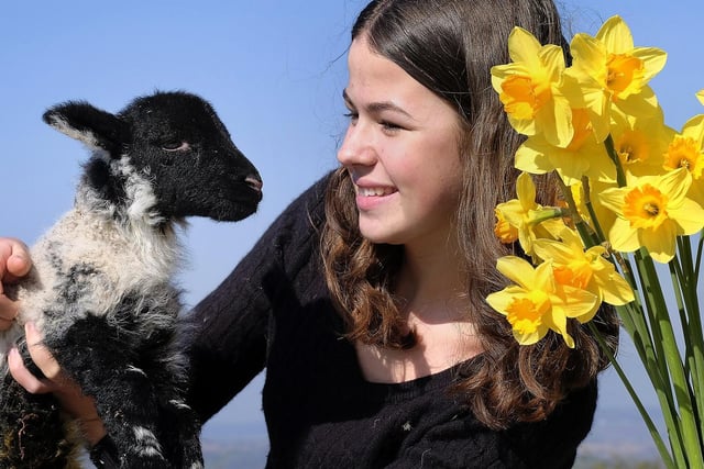 Springtime at Stepney Hill Farm... Isabella Tyson with a little lamb.