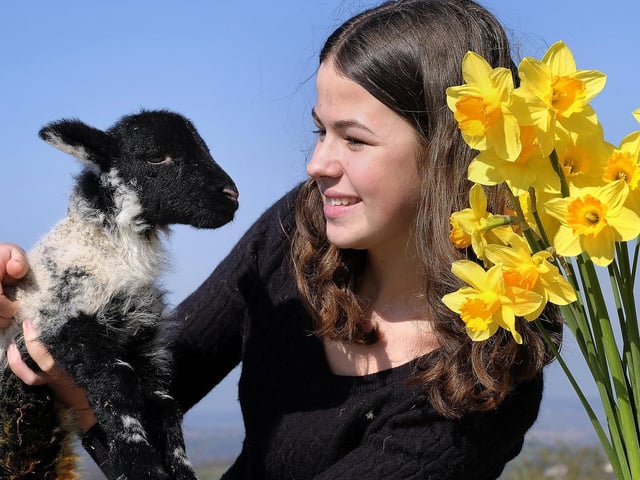 Springtime at Stepney Hill Farm... Isabella Tyson with a little lamb.