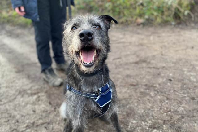 Rodney is in search of a new home this week, can you give him one? Photo: RSPCA Leeds