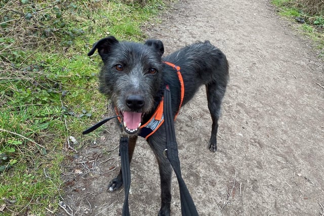 Rodney is a super sweet lad who is only five years old. He loves other dogs and would really like some walking buddies, but he does sometimes get a little overexcited from all the stimulation! He's looking for an active home where he can get plenty of playtime outside.
