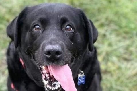 Darcy is a nine-year-old Labrador with plenty to cuddle and squish! Although she does need to lose some weight, she is still very bouncy and energetic and loves to play with her best friend Isla. She would need to be adopted with Isla.