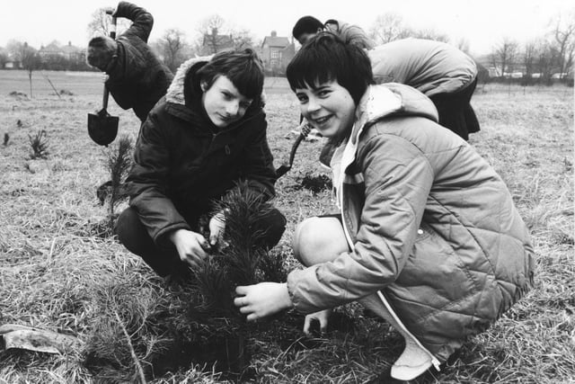 Pupils planted more than 1,000 trees to improve land on the banks of land on the banks of Wyke Beck in February 1982. Pictured are pupils Stephen Gledhill and Catherine Widgosz planting pine saplings.