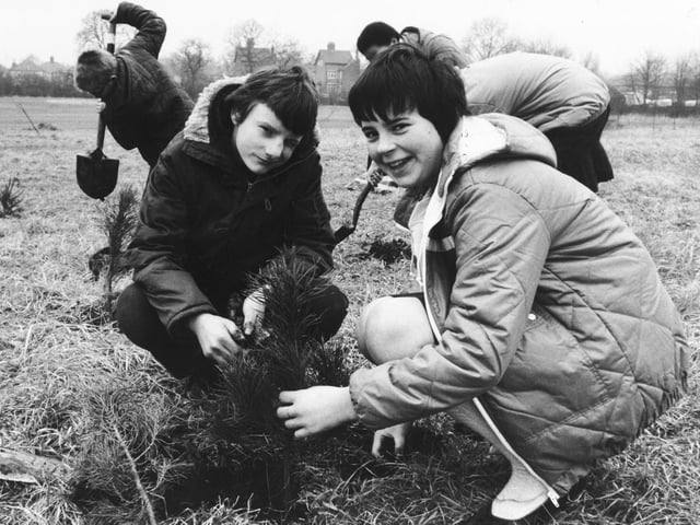 Pupils planted more than 1,000 trees to improve land on the banks of land on the banks of Wyke Beck in February 1982. Pictured are pupils Stephen Gledhill and Catherine Widgosz planting pine saplings.