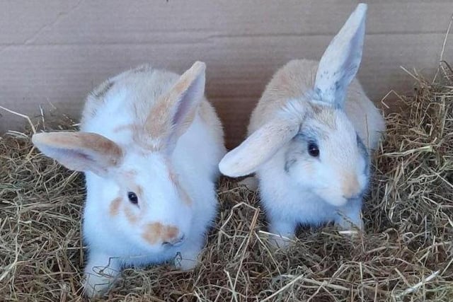Iris and Joseph have found themselves looking for a new home after being removed from a multi-rabbit house where sadly they werent getting the attention they needed. 
They are both inquisitive 12 month old rabbits who have a cheeky nature. They enjoy food and taking treats from your hand and love to run around exploring. The staff at RSPCA Longview Animal Centre are looking for them to be rehomed together and they will need a double tier hutch and a large attached run where they will have plenty of space to exercise and explore.