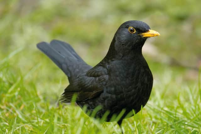 Dawn chorus: Blackbirds and others have been waking Hayley up in a more pleasant way than usual (Picture: RSPB/Sue Tranter/PA Wire)