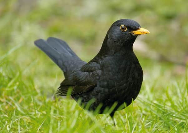 Dawn chorus: Blackbirds and others have been waking Hayley up in a more pleasant way than usual (Picture: RSPB/Sue Tranter/PA Wire)