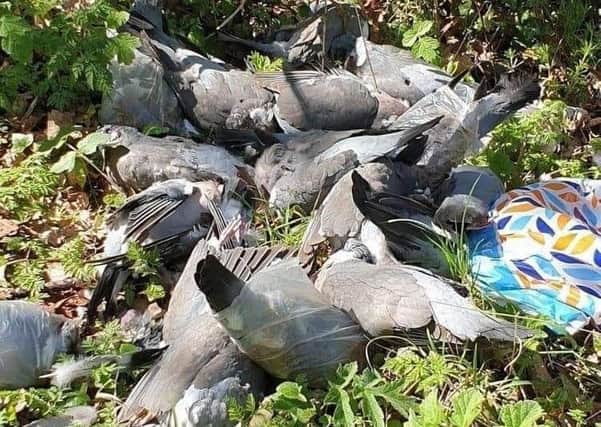 Dead animals in cluding pigeons were found in and around the woodland near Dalkeith High School Campus. Photo kindly supplied by the Find Jeff Scotland Facebook page.