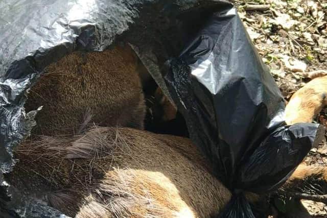 Dead animals were found in plastic bags in and around the woodland near Dalkeith High School Campus. Photo kindly supplied by the Find Jeff Scotland Facebook page.