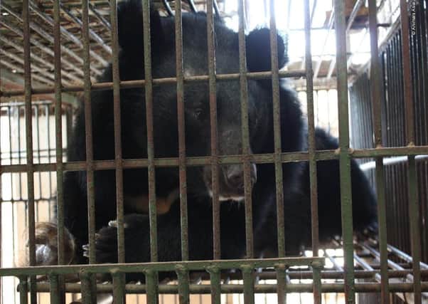 A bear caged on a farm in China photographed by animal rights activists