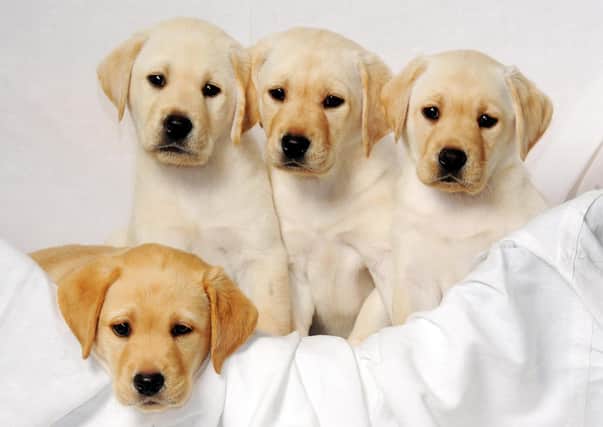 Puppies can command high prices from dealers (Picture:  David Jones/PA Wire)
