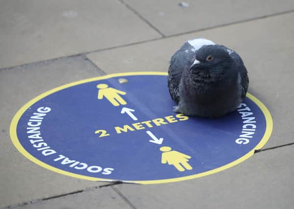 A pigeon sits on a social distancing sign at Waverley Station (Picture: Andrew Milligan/PA Wire)