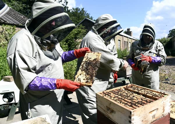 Beekepers are swathed from head to foot in protective clothing, but there are still Scottish Government guidelines to follow (Picture: Lisa Ferguson)