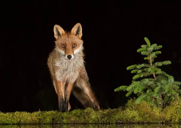 Most people would be thrilled to see a fox, but some people seem to hate them, says Steve Cardownie (Picture: Alan McFadyen/SWNS)