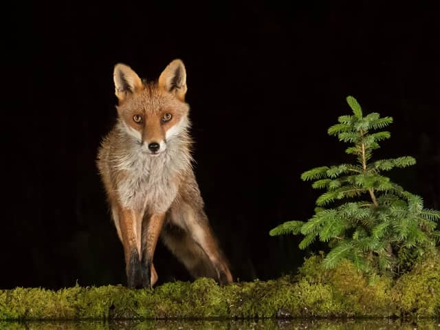 Most people would be thrilled to see a fox, but some people seem to hate them, says Steve Cardownie (Picture: Alan McFadyen/SWNS)