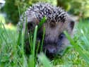 Hedgehogs are considered to be an endangered species