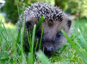 Hedgehogs are considered to be an endangered species