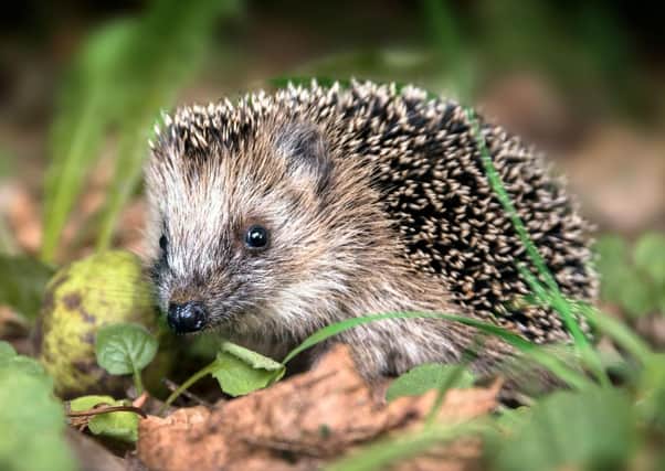 Pringles tubes pose a danger to hedgehogs if carelessly discarded