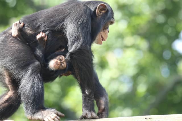 Seven-month-old Western chimpanzee Masindi practising her climbing skills with the help of her older brother Velu at Edinburgh Zoo.