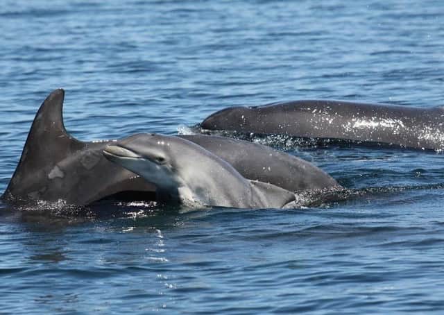 Wildlife watchers are being asked to help a University of St Andrews project gain knowledge about bottlenose dolphins