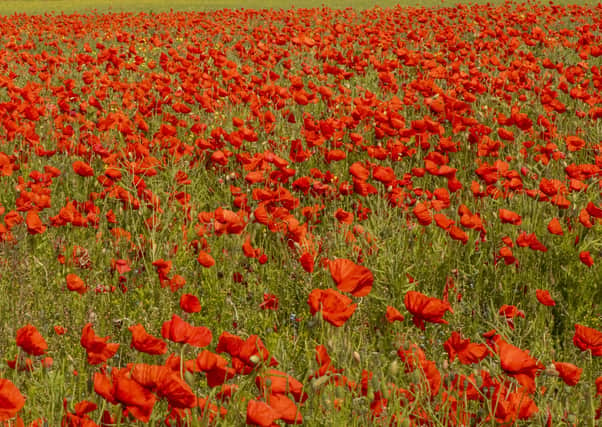 Stock photo of bright red poppy field in Midlothian over looking Arthurs Seat and Edinburgh. June 13 2018