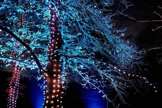 Now a centrepiece of Edinburgh’s festive calendar, it will be a highlight of RBGE's 350th anniversary celebrations.