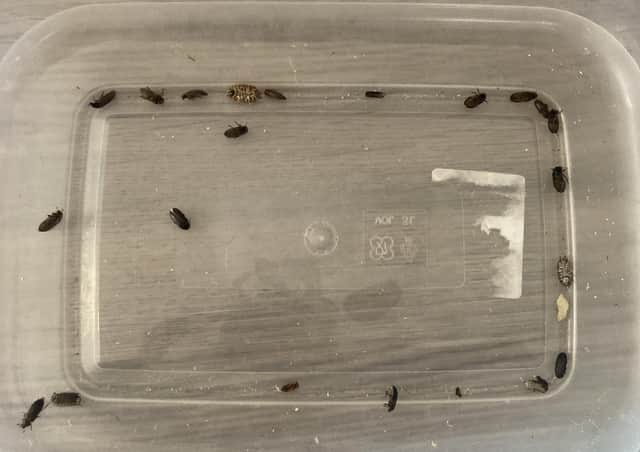Just some of the beetles, collected in a tub last week by Emma.