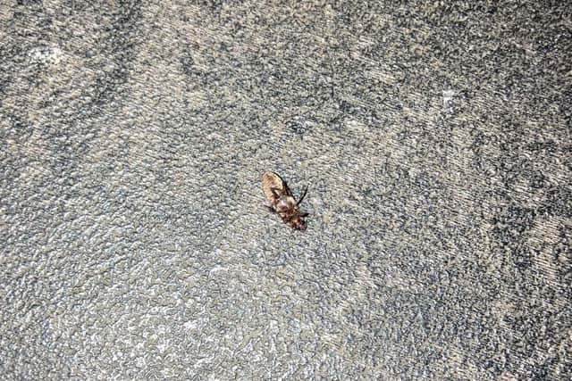 A dead beetle on the floor.