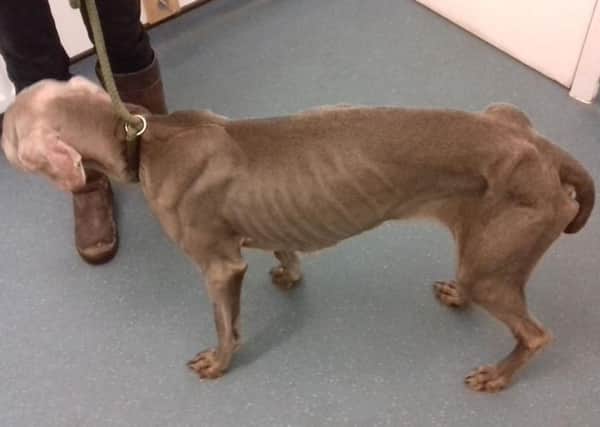 Ember, pictured  while emaciated when the SSPCA took her into care. Photo supplied by the Scottish SPCA.