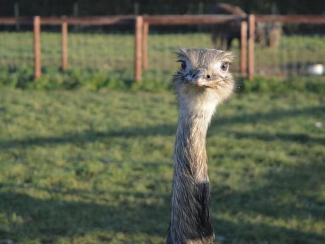The children's farm has implemented a pre-booking only policy where customers can pick a 10am-1pm or 1.30pm-4.40pm slot. Staff have full PPE and the indoor play area remains closed.