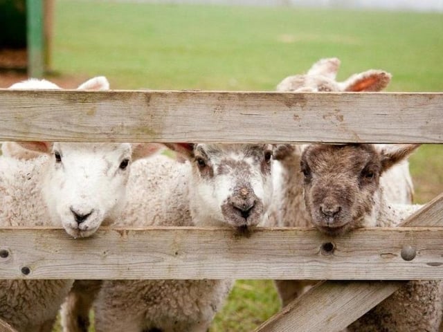 The petting zones have recently been reopened and the barrel rides, outdoor play area and restaurant are in action. Visits must be pre-booked and there will be limited access to shelter on rainy days.