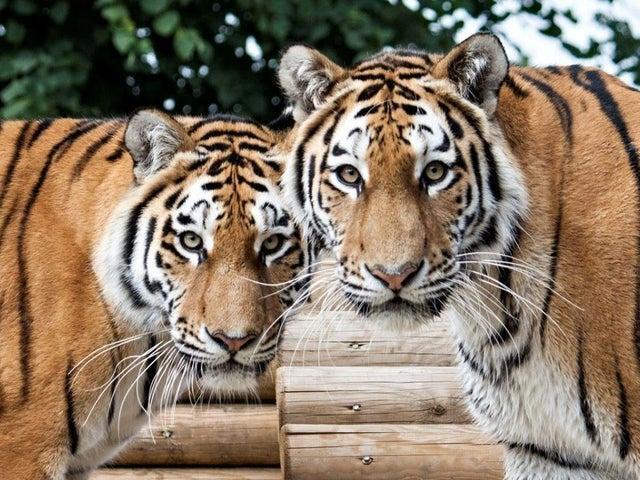 If you're happy to travel, the safari park is a great day out. The foot safari and outdoor play area are open and staff are taking on an increased cleaning routine. Pre-booking is advised. Photo: Woburn Safari Park.