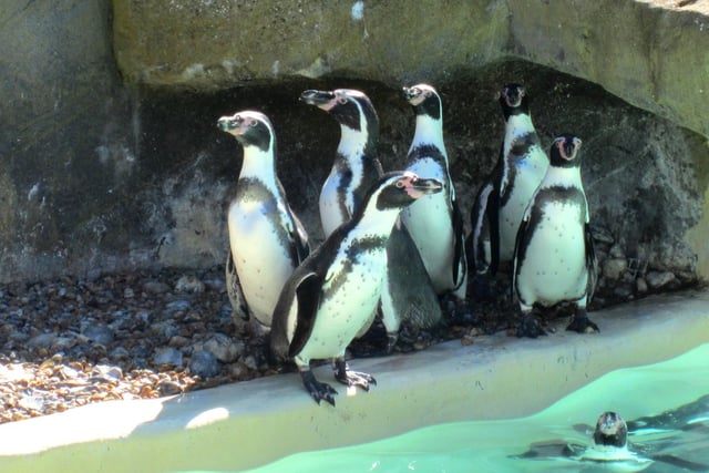 Meet the penguins and a zoo full of other animals at Drusillas. There are rides, play parks and an indoor soft play area too.