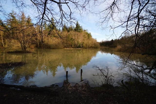 Take a walk in the woods at Arlington. Pack your wellies and enjoy the fresh air with a stroll over to the lake at Abotts Wood. Photo by  Jill Barsley