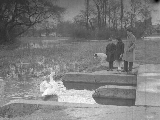 Dog walkers and swan...Midsummer Meadow, Northampton
