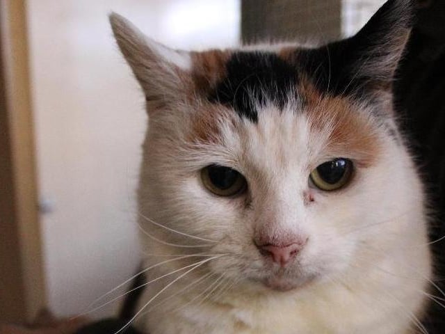 This is Candy who is friendly sweet little lady.

Once she gets to know you, Candy will make a good companion - calm and quiet. As Candy is more reserved, she needs to be in a home where the world around her is moving at a slower pace and the days are peaceful and relaxed.

If you feel that you can give Candy the quiet home that she needs, then please call our rehoming number (that you can find to the right of this advert). You may need to leave a message, but someone will get back to you as soon as they can.