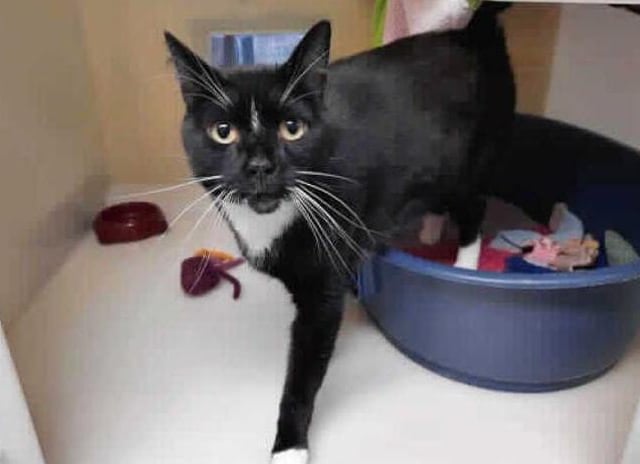 This handsome man is Carl. Unfortunately he came into our care after his owner was unable to care for him anymore. After spending sometime here getting used to the cattery and the staff he is ready to begin looking for his forever home.

Carl is a confident boy, he is very forward and friendly, however is also independent and sometimes likes to have his own space. Carl can often be found at the glass waiting for a fuss. He is also curious and is always trying to see what we are upto (and often getting in the way!)

We are looking for a pet free home for Carl where he can spend his days lounging around and getting all the attention that he deserves. We feel that he could potentially live with older children that have had experience with cats, this will depend on introductions here at the centre.