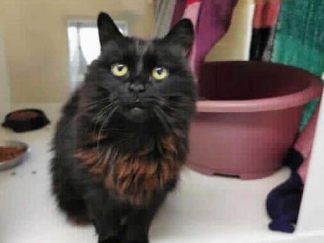 This gorgeous young lady came into the centre due to her having health problems. On examination with our vet it was found that Chelsea was suffering from a bladder stone which she has had successfully removed, but potential adopters need to be aware that these may reoccur.
She will also need to be on a special urinary diet for her lifetime to help prevent these re-occurring. Our vet would be able to offer her new owners advice on this.
Chelsea has settled into cattery life well now that she is feeling alot better and enjoys affection on her terms.. In her new home she will need a room or quiet area where she can go if she feels overwhelmed or just wants her own space and when she is more confident she will need to be able to go outside and explore.
Because of her being long haired she will need regular grooming to keep her coat in good condtion and free from knots and tangles.
The adoption fee for this animal is £85.