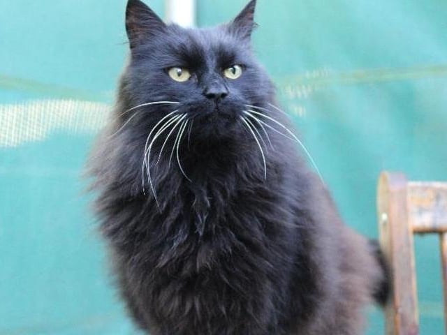 This beautiful lady is Evie.
Evie is friendly and likes to be made a fuss of. Evie is also an independant lady and we think this is because she was probably a stray for quite some time.
As Evie is used to the great outdoors, we feel that a rural home with a garden will suit her best, giving her the freedom to roam whilst having all the benfits of a loving home - a warm place to snuggle with her new family.